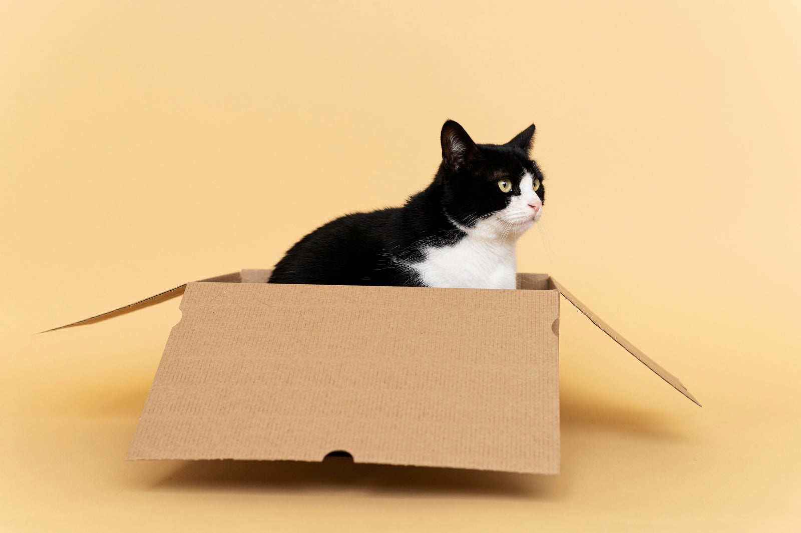 CAT ZONE